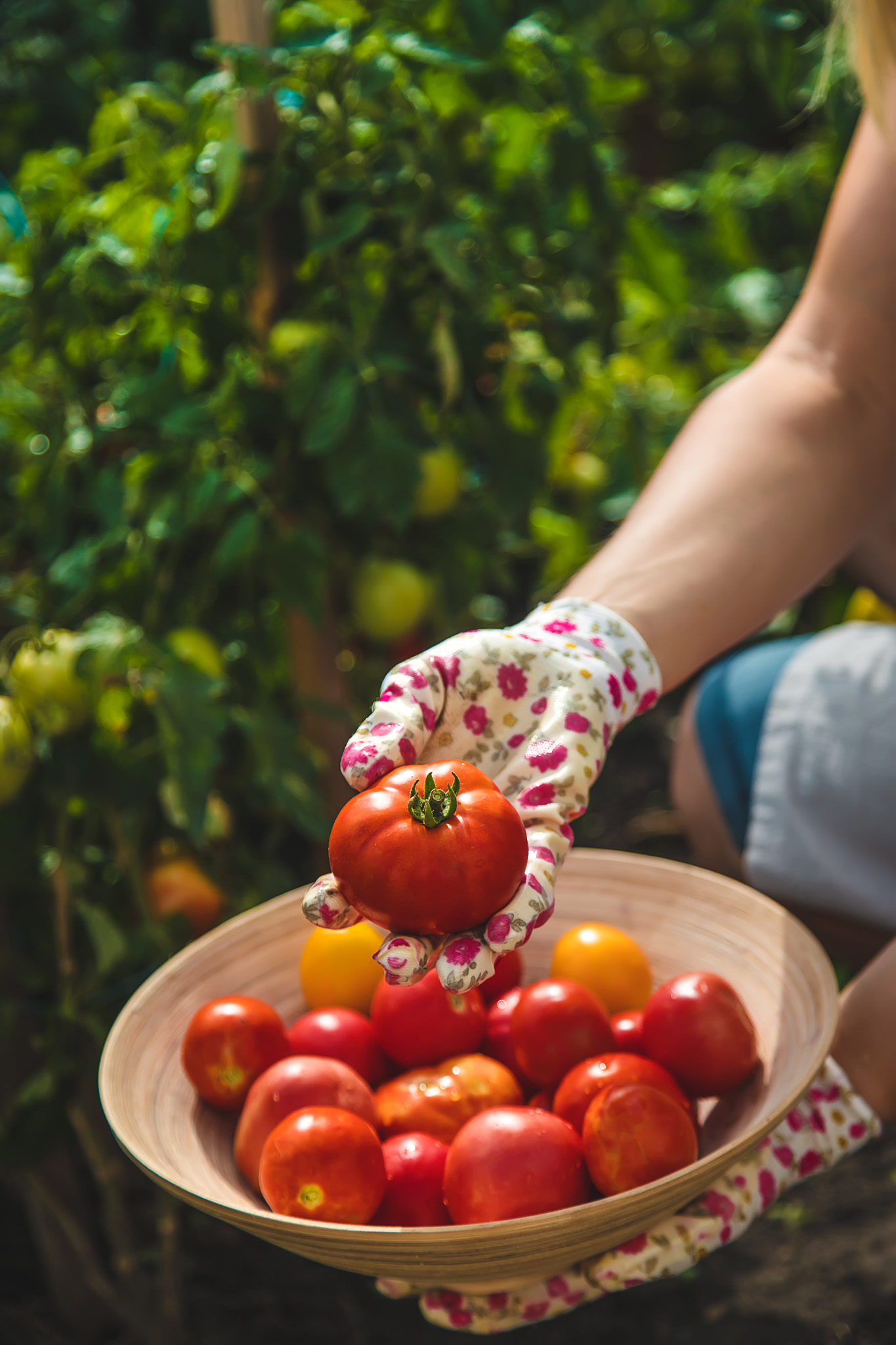 Farmer harvesting fresh tomatoes in a field